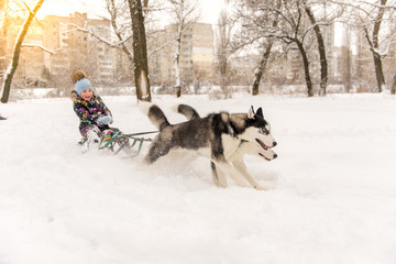 Adorable little girl having a cuddle with husky sled dog in Lapland Finland. Two Huskies ride a...