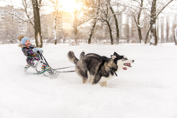 Adorable little girl having a cuddle with husky sled dog in Lapland Finland. Two Huskies ride a child on a sled in winter © sergo321