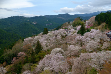 奈良　吉野　桜