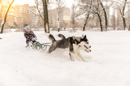 Adorable little girl having a cuddle with husky sled dog in Lapland Finland. Two Huskies ride a child on a sled in winter