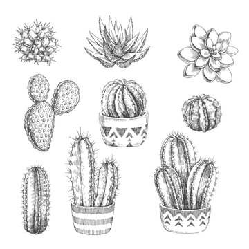Vector set of houseplants. Vintage hand drawn illustrations with cactus and succulents in engraving style. Sketches of floral objects isolated on white for design