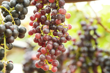 Red ripe grapes in the garden 