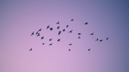 Flock of birds flying over sunset sky background. Slow motion.