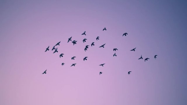 Flock of birds flying over sunset sky background. Slow motion.