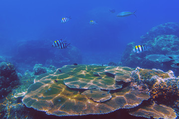 Naklejka na ściany i meble The sunlit coral reef in lagoon of South China sea near Redang island, Malaysia