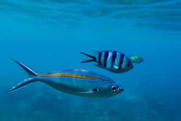 Naklejka premium Three different tropical fishes swim in a row through deep blue sea near Redang island, Malaysia