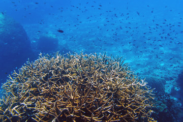 Acropora coral against the background of blue water at underwater landscape Redang island, Malaysia