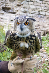 The hand holds a large beautiful owl bird.