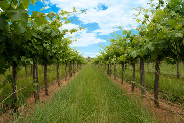 Panoramic view of vineyards rows with blue sky