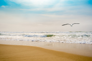 Single seagull  flying over golden beach breakwater