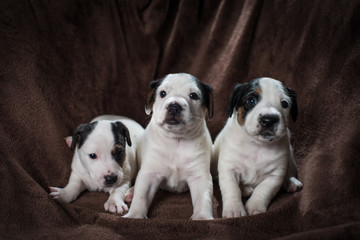 Cute Jack Russell Terrier Puppies on a brown blanket.