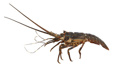 Spiny lobster isolated