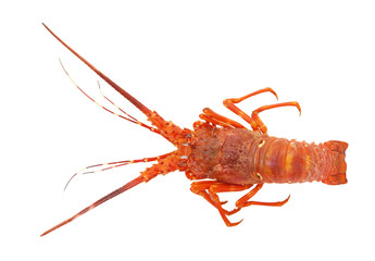 Boiled spiny lobster isolated on white 