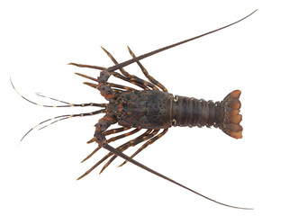 Spiny lobster isolated