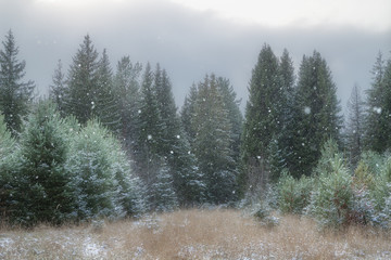 heavy snowfall in the coniferous forest