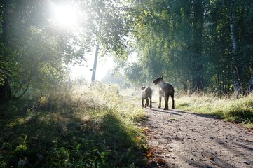 Stunningly beautiful Dobermans in the rays of the rising sun