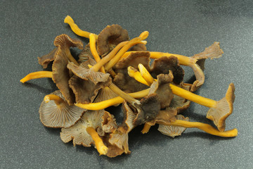 chanterelles grises © ALF photo