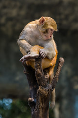 A male Rhesus macaque sit on the tree branch.