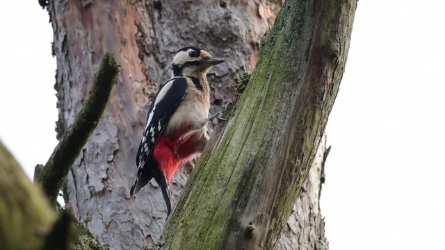 Buntspecht hackt auf Kiefern Zapfen ein, Spechtschmiede, (Dendrocopos major)