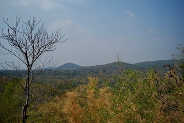 Fototapeta na wymiar Dry tree on the mountain during the summer time.