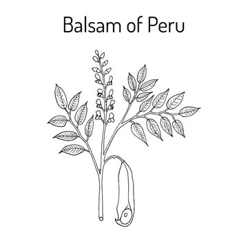Balsam of Peru Myroxylon balsamum , medicinal plant