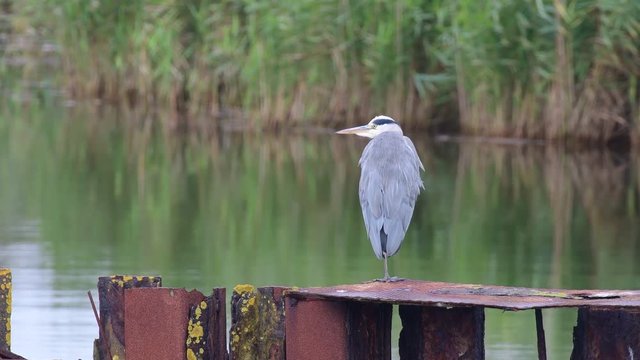 Graureiher steht auf rostigen Metal im Hafenbecken, Darsser Nothafen, (Ardea cinerea) 