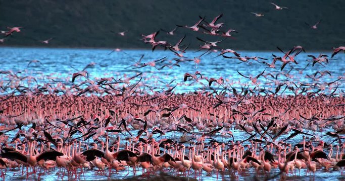  Lesser Flamingo, phoenicopterus minor, Group in Flight, Taking off from Water, Colony at Bogoria Lake in Kenya, Slow Motion 4K
