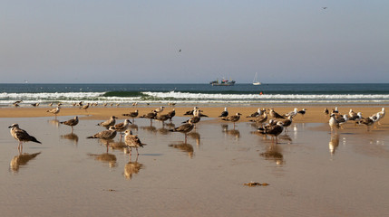 Flock of seagulls.