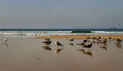 Flock of seagulls.