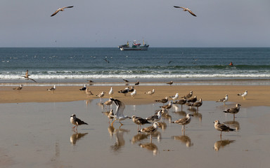 Flock of seagulls.