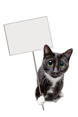 Katze mit leerem Schild in der Pfote