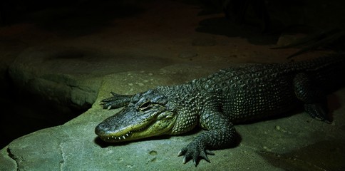 Crocodile display in zoo