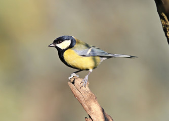 the titmouse has a rest on a branch