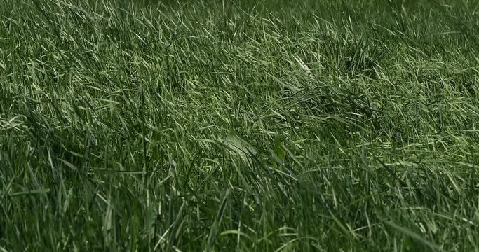 Long Grass in the Wind, Normandy in France, Real Time 4K
