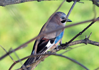 the curious jay has a rest on a branch