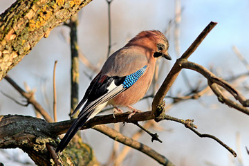 the curious jay has a rest on a branch