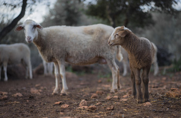 Lamb born in Winter with Mother Ewe. Playing in a Mediterranean Olive Grove