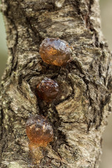 Drops of tree resin on a tree trunk