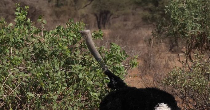 Somali Ostrich, Struthio camelus molybdophanes, Male eating the Bush, Samburu Park in Kenya, Real Time 4K