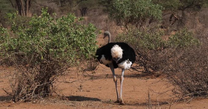 Somali Ostrich, Struthio camelus molybdophanes, Male walking through the Bush, Samburu Park in Kenya, Real Time 4K