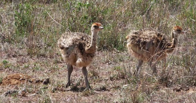 Ostrich, struthio camelus, Chicks walking through Savannah, Nairobi National Park in Kenya, Real Time 4K