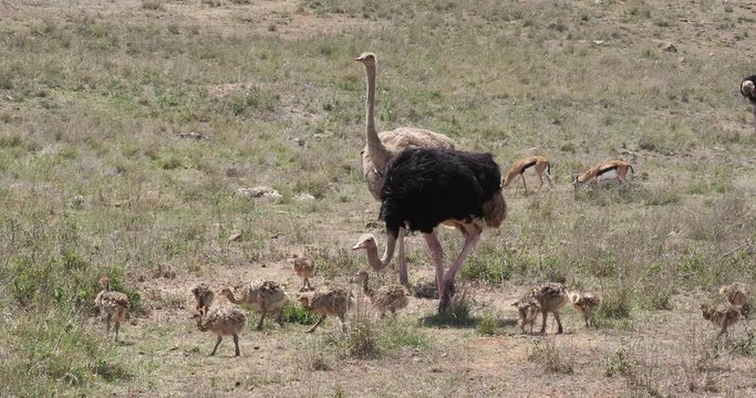 Ostrich, struthio camelus, Male, Female and Chicks walking through Savannah, Nairobi National Park in Kenya, Real Time 4K