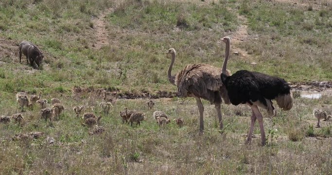 Ostrich, struthio camelus, Male, Female and Chicks walking through Savannah, Nairobi National Park in Kenya, Real Time 4K