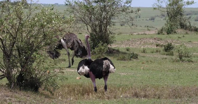 Ostrich, Struthio camelus, Male and Female,Courtship displaying before Mating, Masai Mara Park in Kenya, Real Time 4K