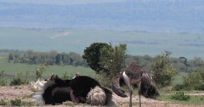 Ostrich, Struthio camelus, Male and Female,Courtship displaying before Mating, Masai Mara Park in Kenya, Real Time 4K