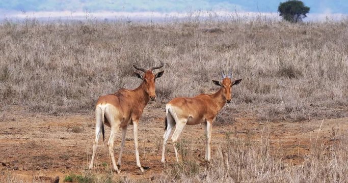 Hartebeest, alcelaphus buselaphus, Herd standing in Savanna, Masai Mara Park, Kenya, Real Time 4K