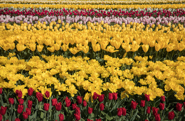 Tulip fields of the Bollenstreek, South Holland, Netherlands