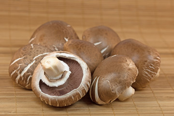 Braune Zuchtchampignons, Champignons, Agaricus