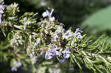 ローズマリーの花