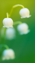 Obraz na płótnie Canvas May white lily of the valley (Convallária majális ) in cold green tones. Spring 